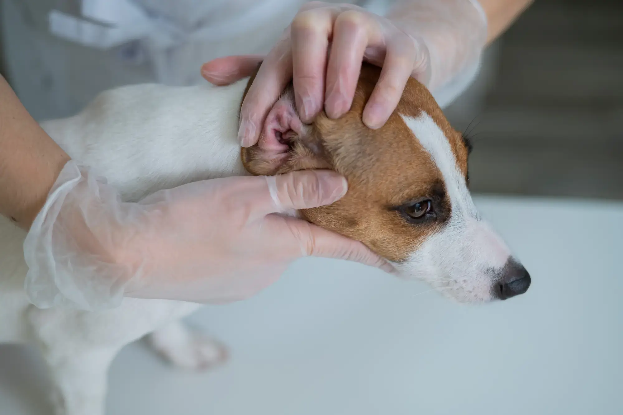 Leishmania canina